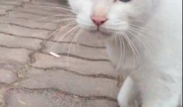 猫咪爆料视频大全集播放,视频大全集精彩瞬间回顾